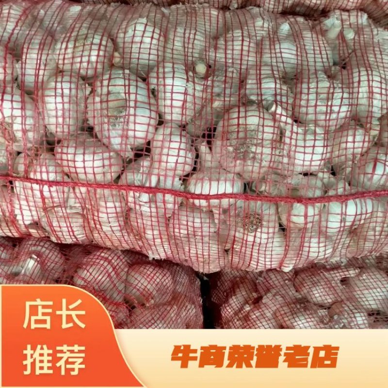 优质大蒜种子白皮蒜红根蒜品类齐全大量有货视频看货代发全国
