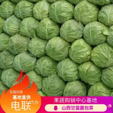 甘蓝圆包菜，全国发货一手货源，品质保证！产地直销