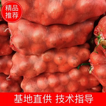 江苏丰县洋葱，基地一手货源热卖中！！！！！