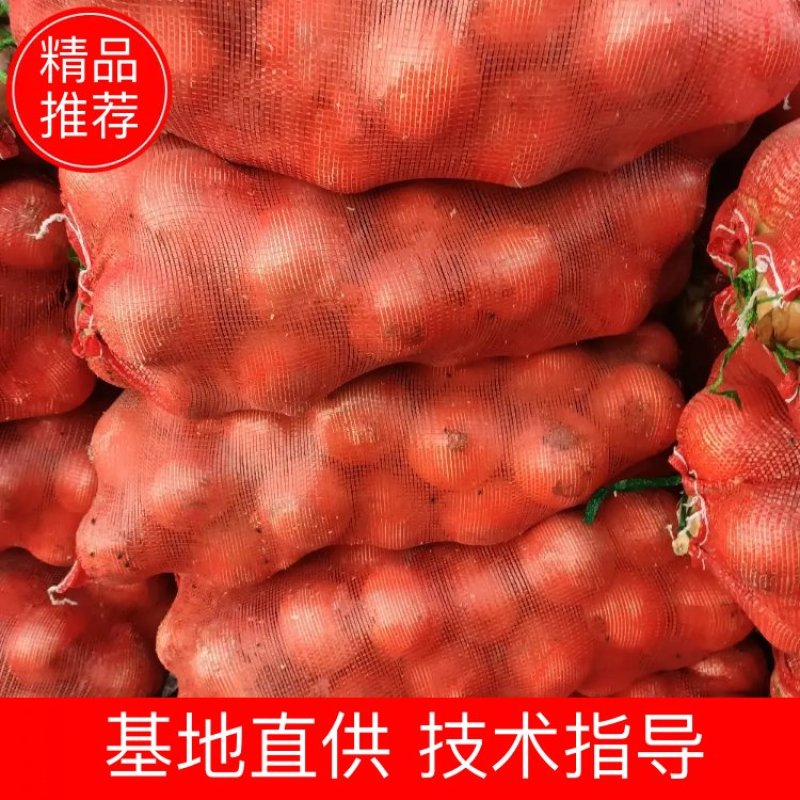 江苏丰县洋葱，基地一手货源热卖中！！！！！