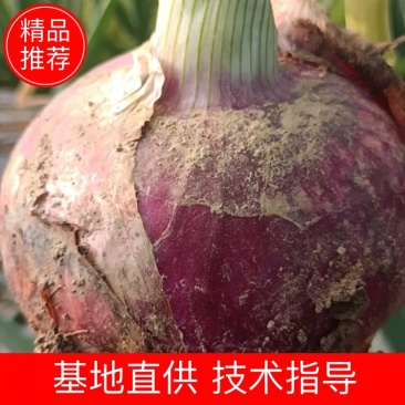 紫皮洋葱大量供应，一手货源，产地直发，价格优惠