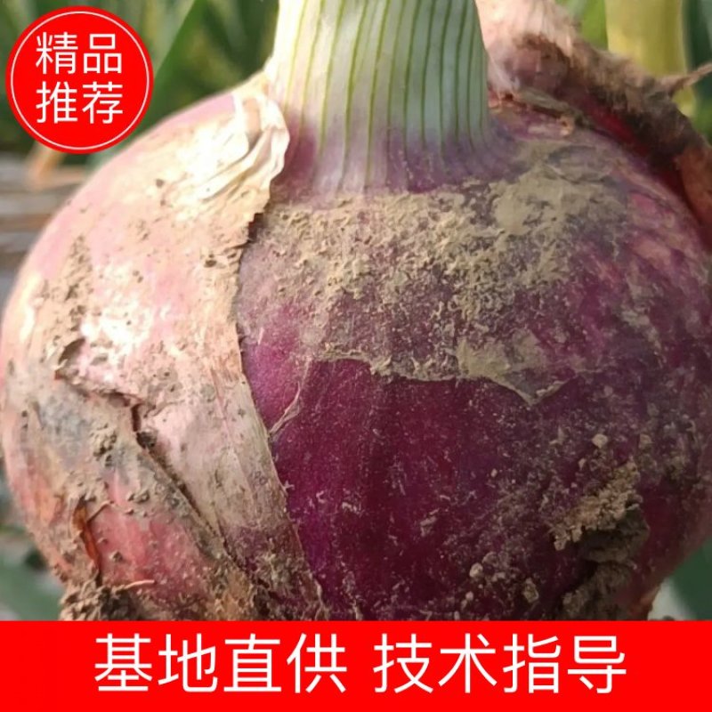 紫皮洋葱大量供应，一手货源，产地直发，价格优惠