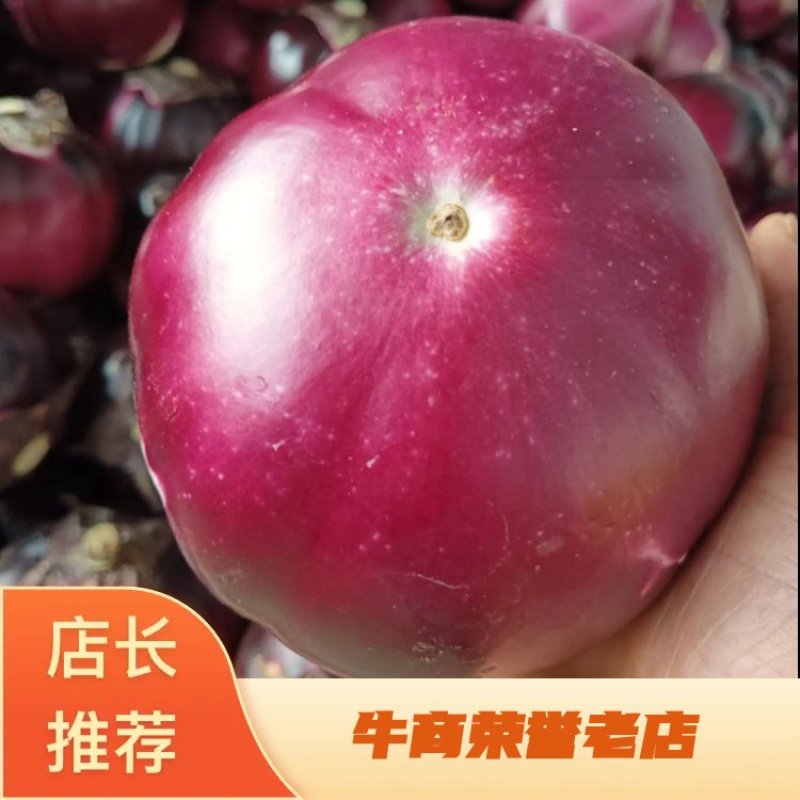精品紫光圆茄，耐运输，口感好，一手货源，代发全国市场