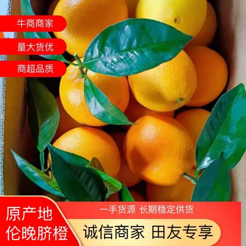 伦晚，甜橙中华红血橙电商社团商超市场果园采果
