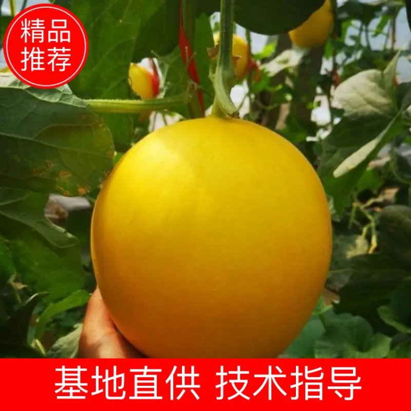 瑞红，久红瑞甜瓜，原产地代收，对接各电商平台，货源充足