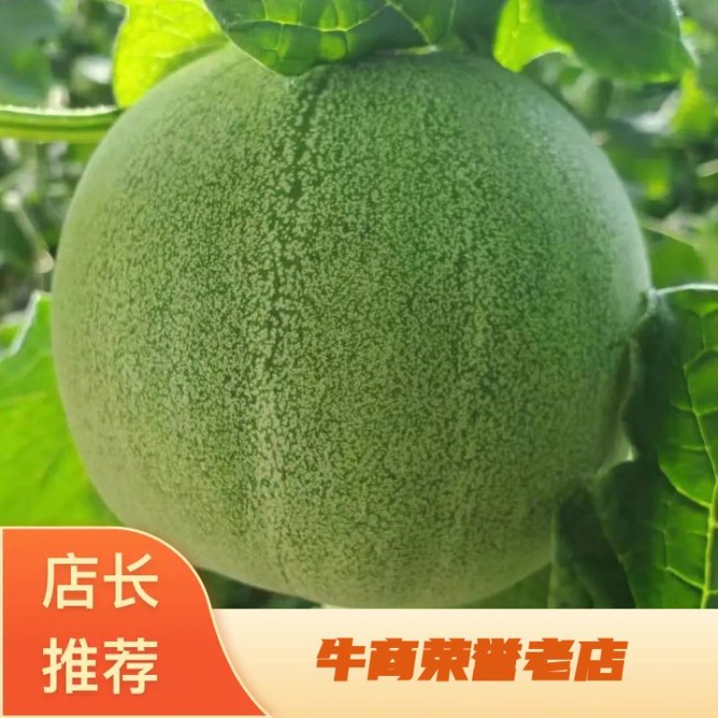绿宝甜瓜，绿宝石，适合商超，市场，零售，诚信代办