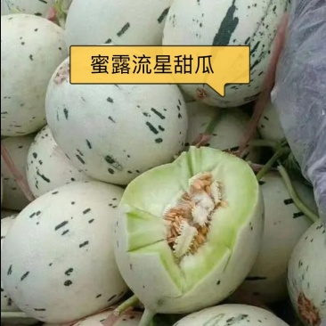 蜜露甜瓜，梦露流星，月露耐储藏，耐运输常年代收代办