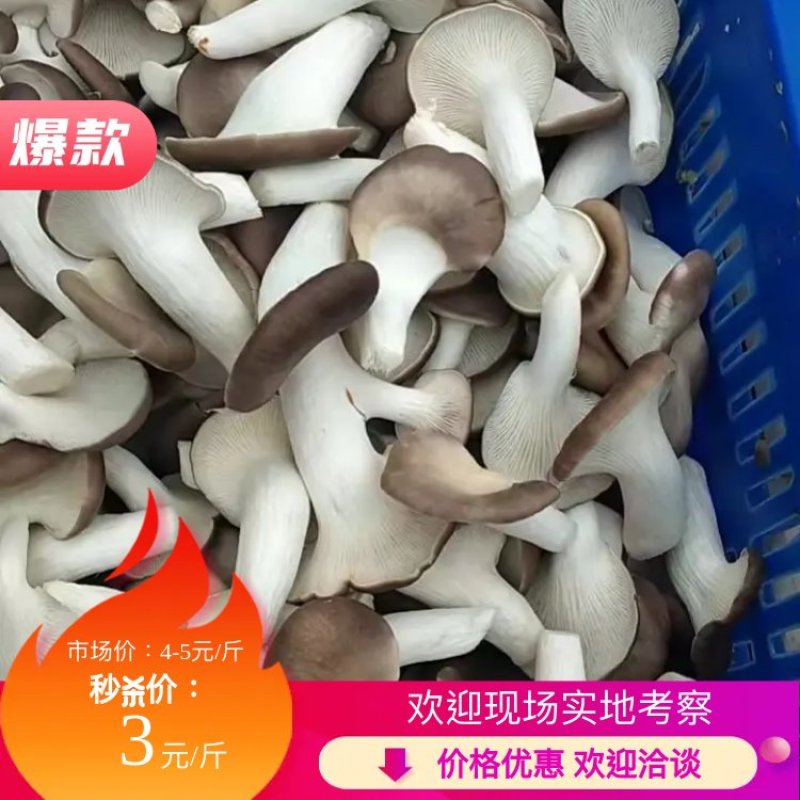 秀珍菇基地直供现摘现发精品热卖