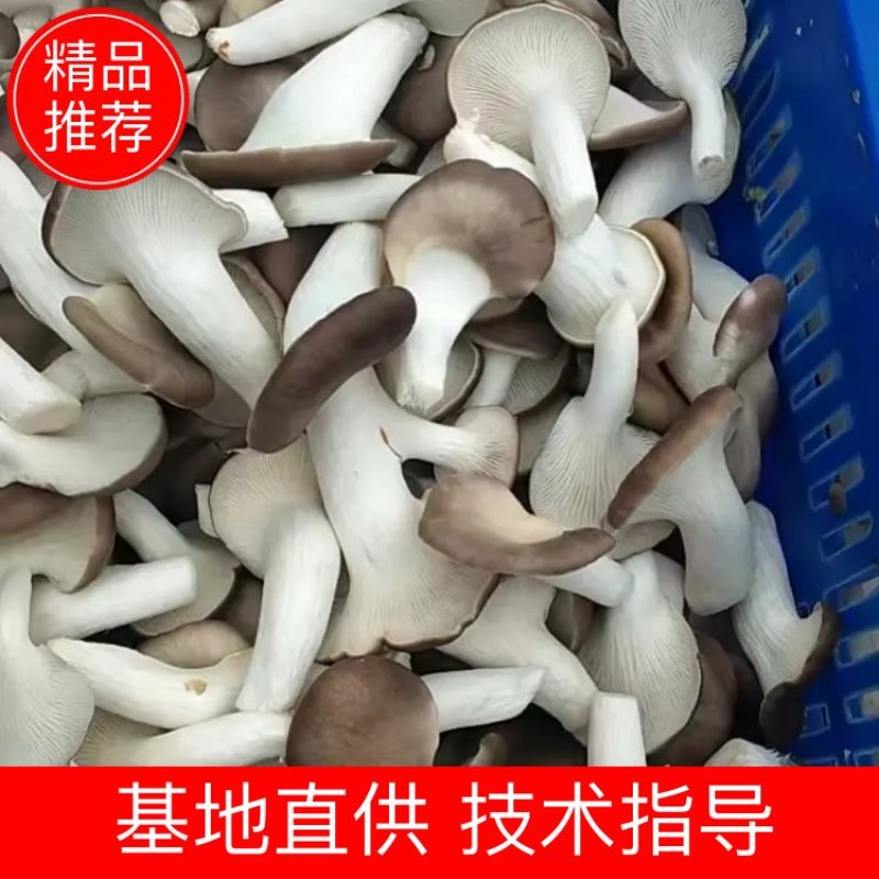 秀珍菇基地直供现摘现发精品热卖