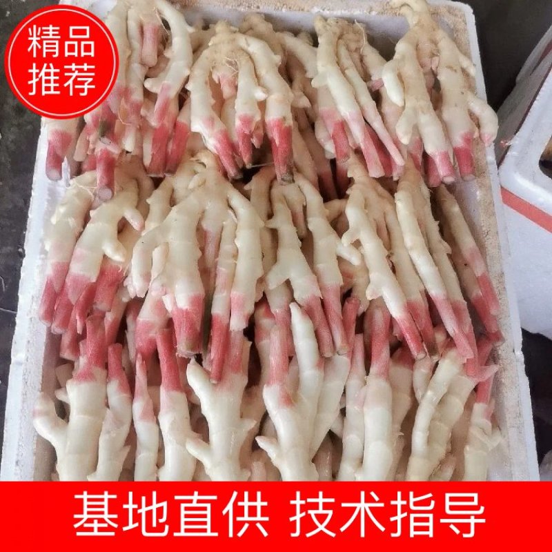 子姜！白口子姜，黄口子姜