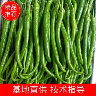 线椒，螺丝椒，螺线椒