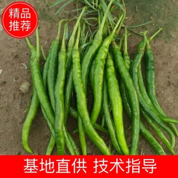 湛江精品3号8号线椒大量上市！产地实发可支持视频看货！