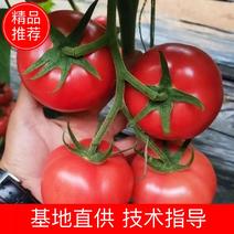 硬粉西红柿苗大量供应，一手货源，产地直发，价格优惠