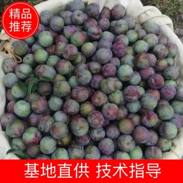 【推荐】5月脆李子大量上市中！产地实发可支持视频看货！