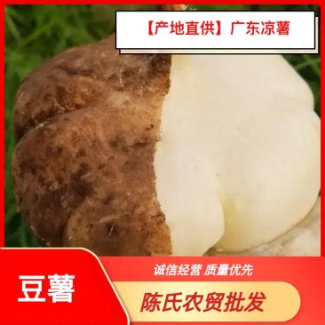 【产地直供】广东凉薯，靓货充足，质量保证，欢迎订购！