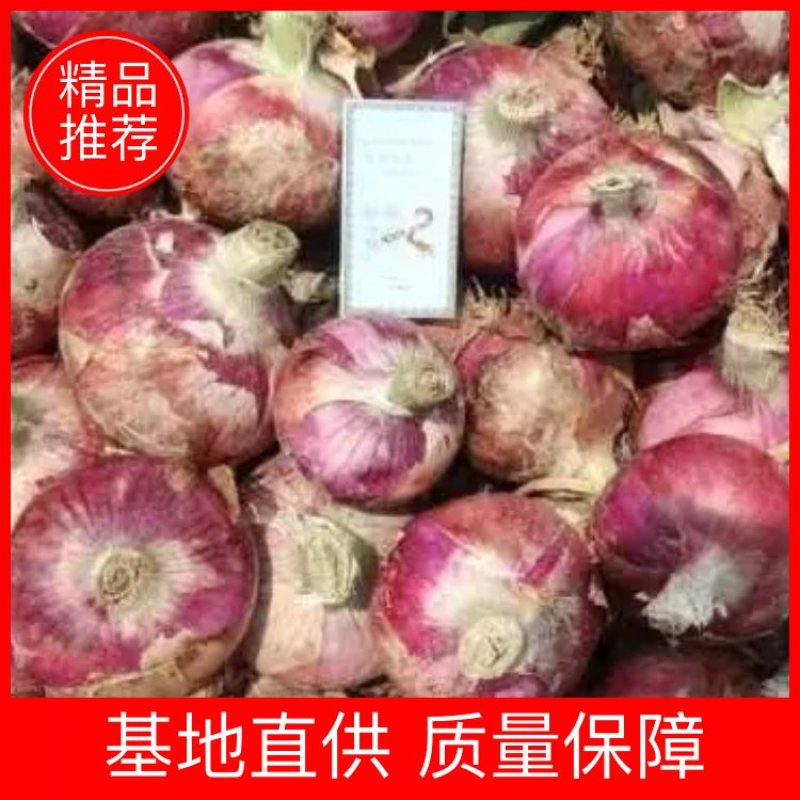 【精品】洋葱新鲜采摘大量强势货源充足欢迎来电