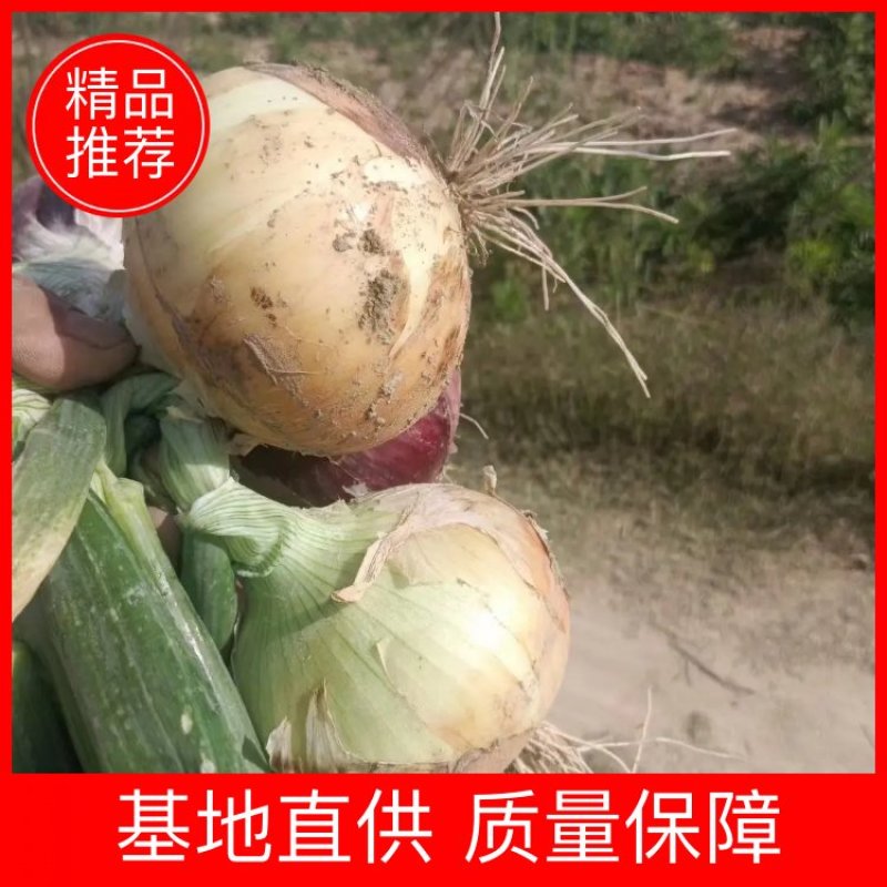 【精品】洋葱新鲜采摘大量强势货源充足欢迎来电