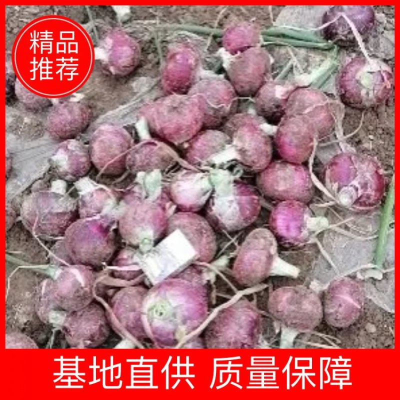 【精品】洋葱新鲜采摘大量强势货源充足欢迎来电