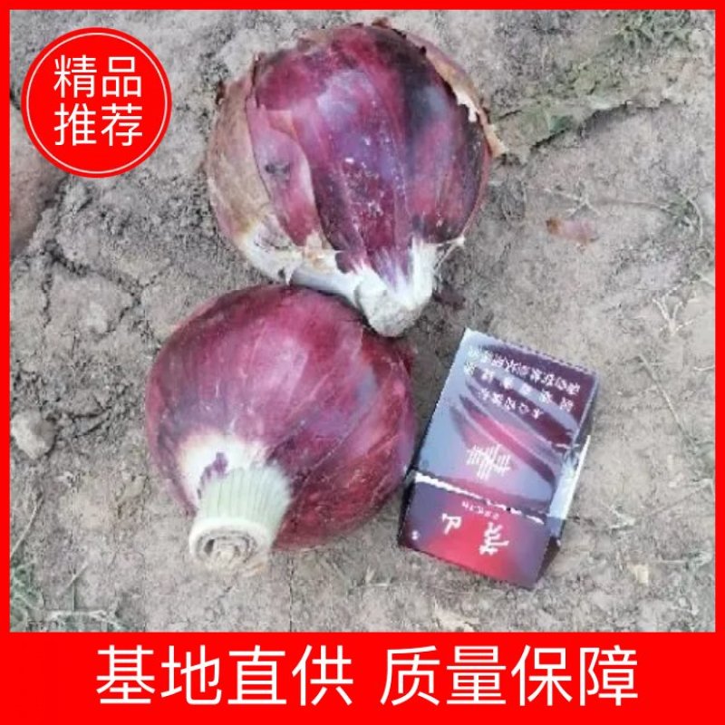 【精品】洋葱新鲜采摘大量强势货源充足欢迎来电