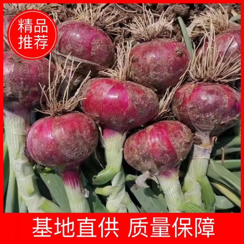 【精品】洋葱新鲜采摘大量强势货源充足欢迎来电