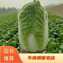 白菜黄心白菜，北京3号金秋黄，杠菜，高桩，大量供应