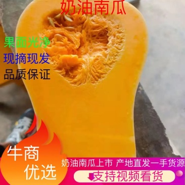 奶油南瓜，果面光净，果型好口感干、面、甜，产地直供！