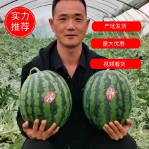 甜王西瓜，陕西西瓜大量上市，对接全国市场电商平台