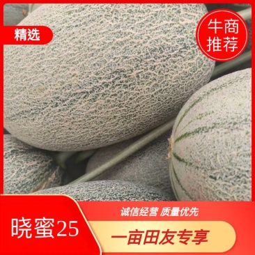 精品晓蜜25基地直供大量上市诚信经营果甜价优欢迎来电