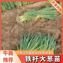 【荐】铁杆葱苗长白葱苗全年供货实力代办