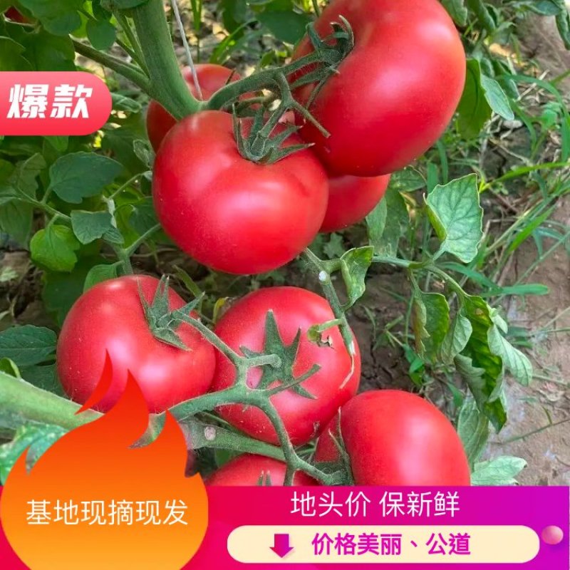 河北邯郸永年西红批发市场货源充足质量保证价格便宜量大从优