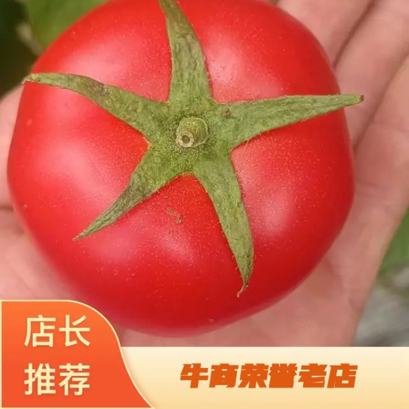河北邯郸永年西红批发市场货源充足质量保证价格便宜量大从优