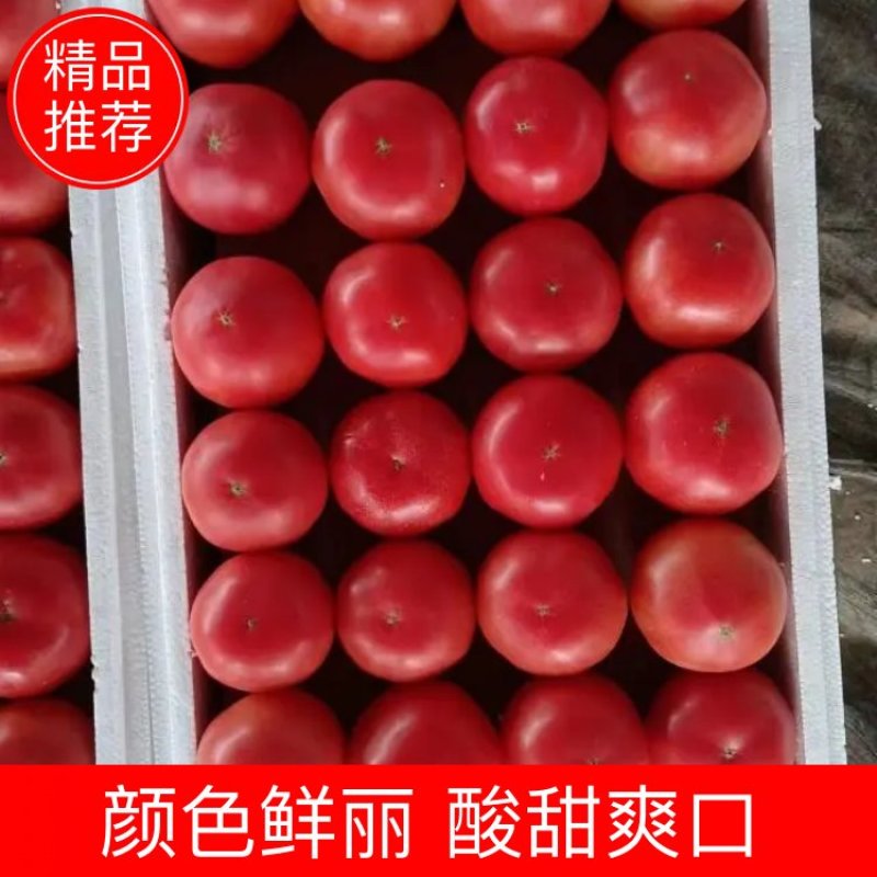 河北邯郸永年西红批发市场货源充足质量保证价格便宜量大从优