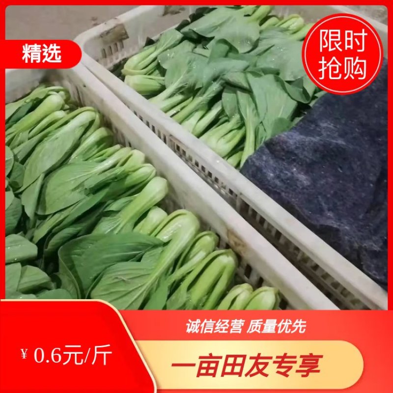 河北邯郸上海青货源充足量大从优欢迎致电咨询