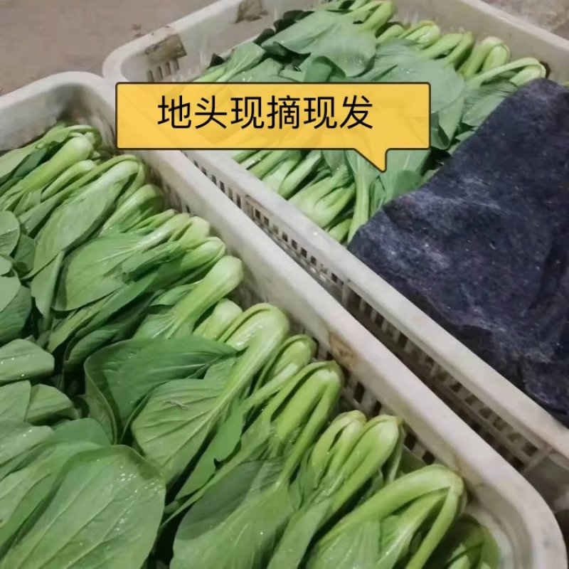 河北邯郸上海青货源充足量大从优欢迎致电咨询