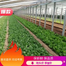 河北邯郸上海青货源充足量大从优欢迎致电咨询