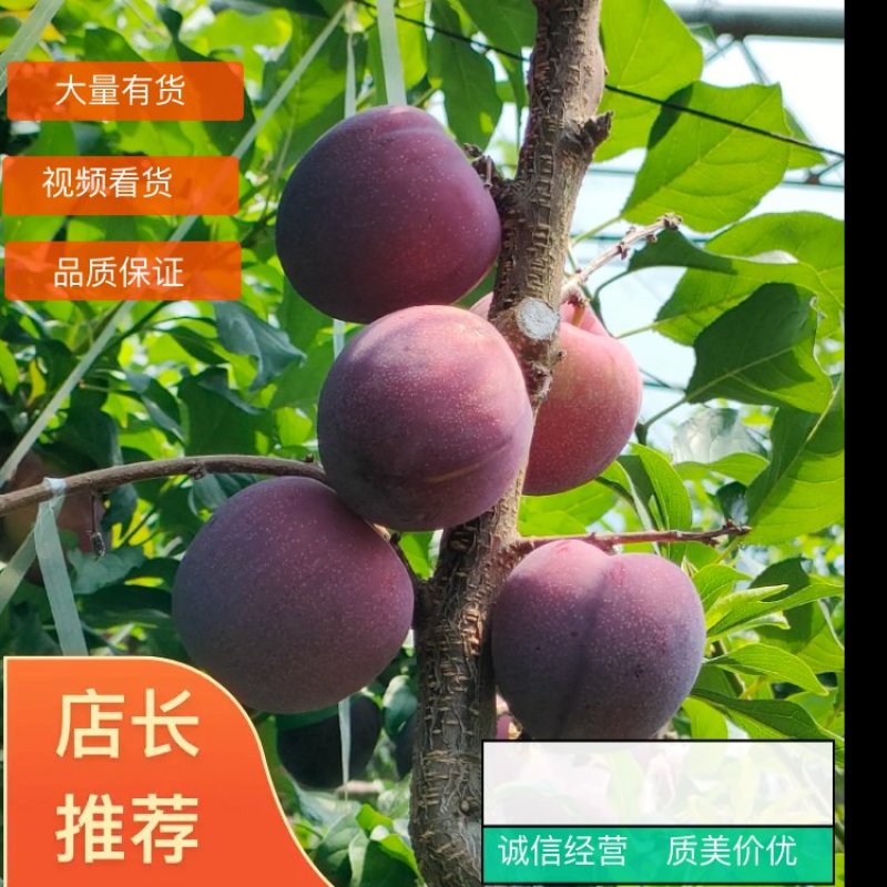 国丰七李子大连产地直发大量上市欢迎选购可视频看货