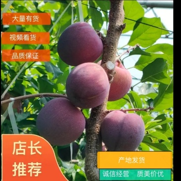 国丰七李子大连产地直发大量上市欢迎选购可视频看货