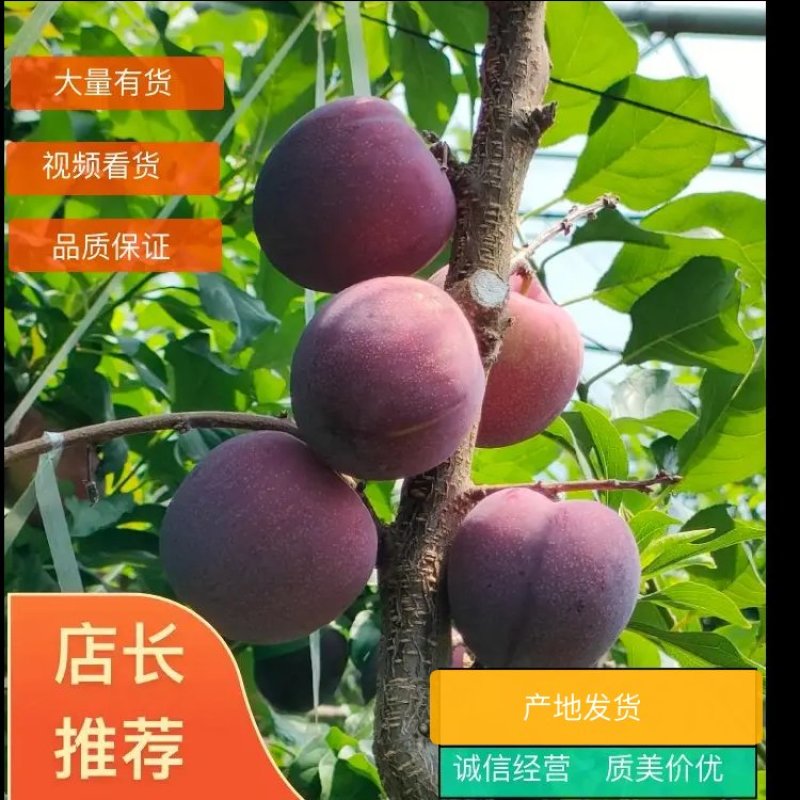 国丰七李子大连产地直发大量上市欢迎选购可视频看货