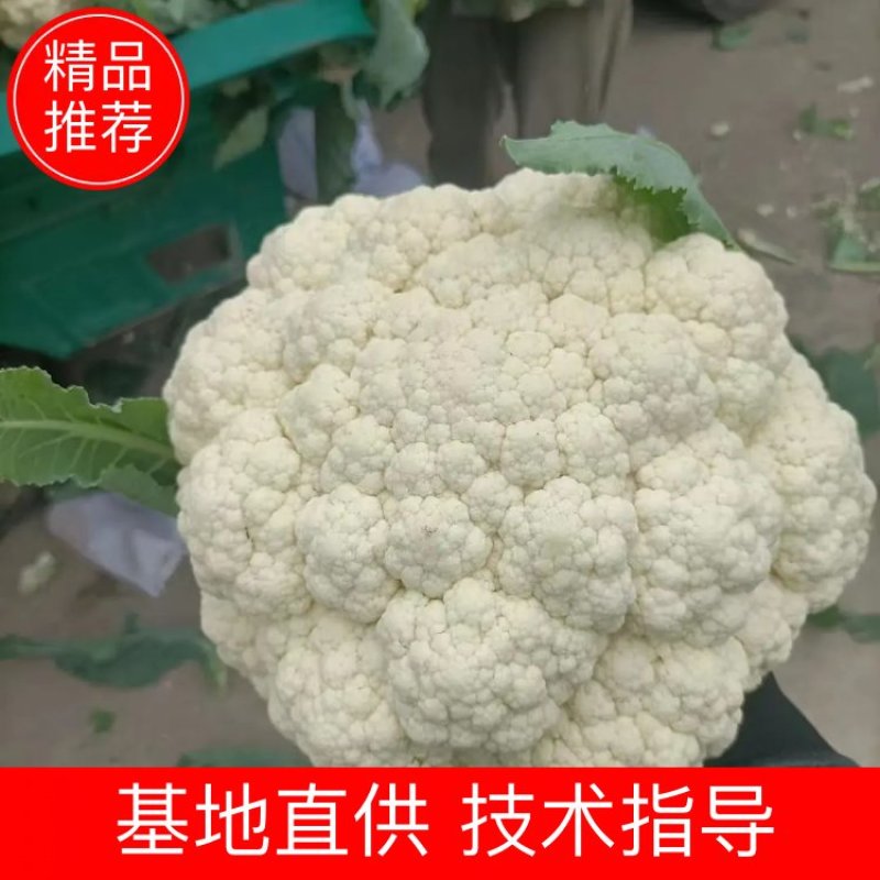 【实力】松花菜白面青梗有机花菜大量新鲜供应，对接全国商超