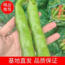 蚕豆大蚕豆，产地直发量大从优，欢迎新老朋友前来订购