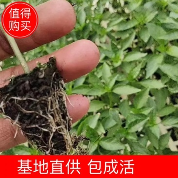 《推荐》精品辣椒苗产地直发量大从优成活率高