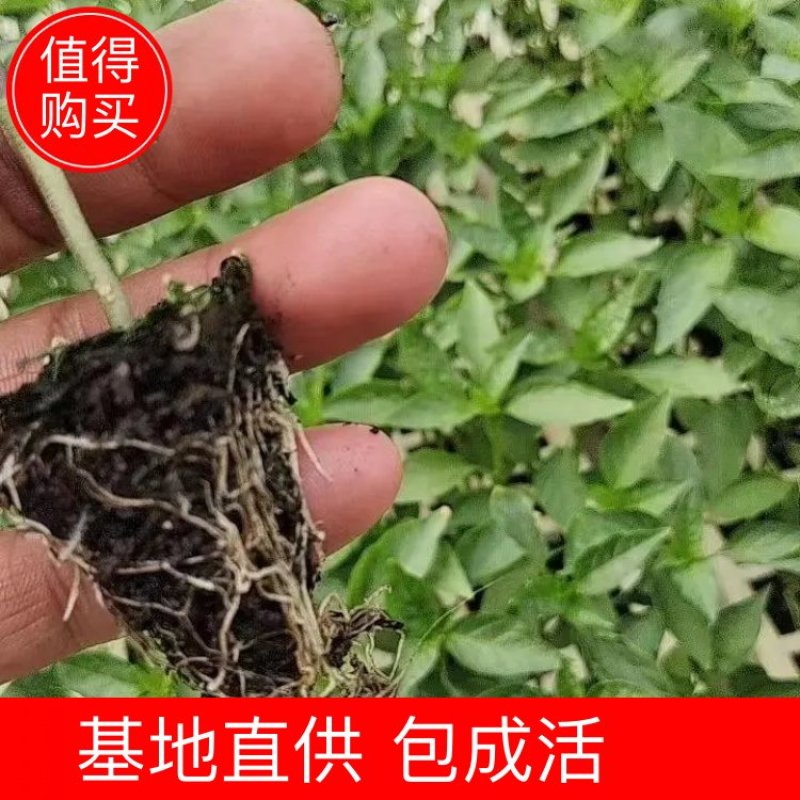 《推荐》精品辣椒苗产地直发量大从优成活率高