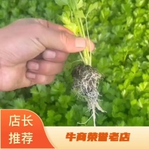 【精品货源】芹菜苗基地直供包成活电话可优惠全国供应