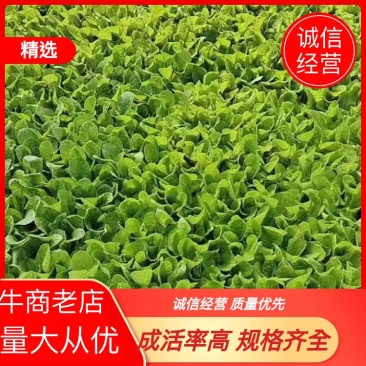 娃娃菜苗产地直发,长期供货,欢迎选购,联系优惠,品质好
