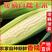 『精品』潍坊白糯玉米产地一手货源可代收代办全国发货