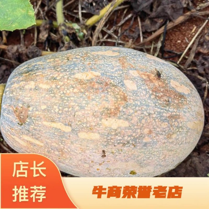坡地QQ南瓜大量出货，质量保障，量大电议迅价