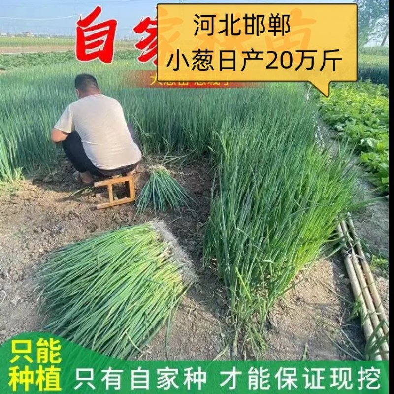 精品小葱，有基地供货，大型冷库打冷各种蔬菜种植基地，。