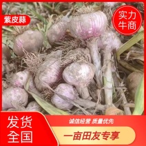 精品大蒜河北深州紫皮蒜货源充足产地发货可视频