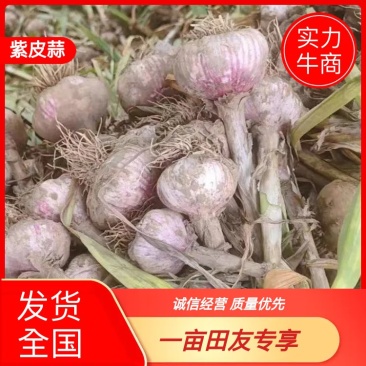 精品大蒜河北深州紫皮蒜货源充足产地发货可视频看货