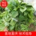【龙薯9】脱毒原原种级别品种齐全产地直发